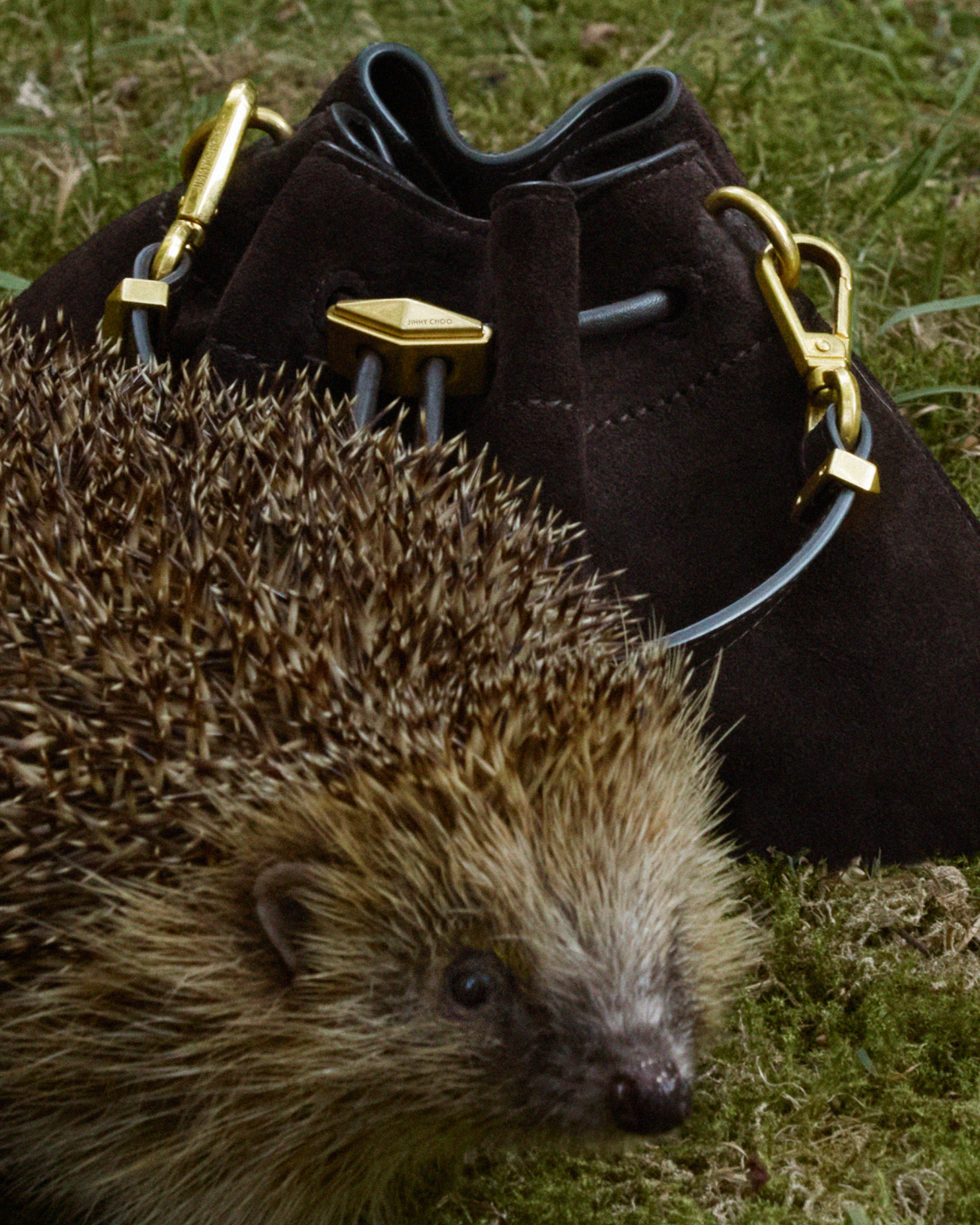  Hedgehog sitting beside a dark brown suede drawstring bag with gold-tone hardware on grass.
