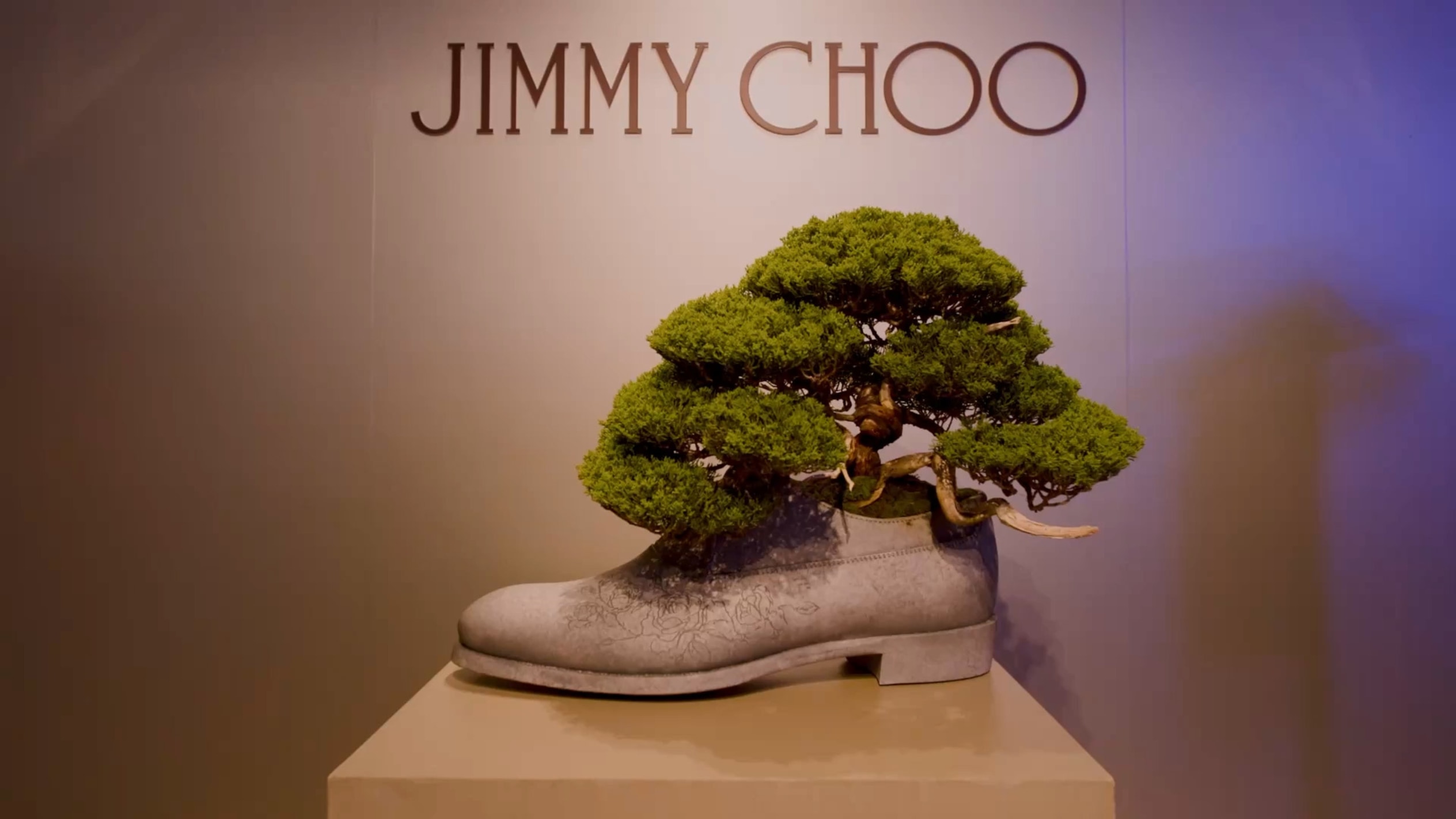 Close-up of a bonsai tree growing from a lace-up trainer against a dark background.