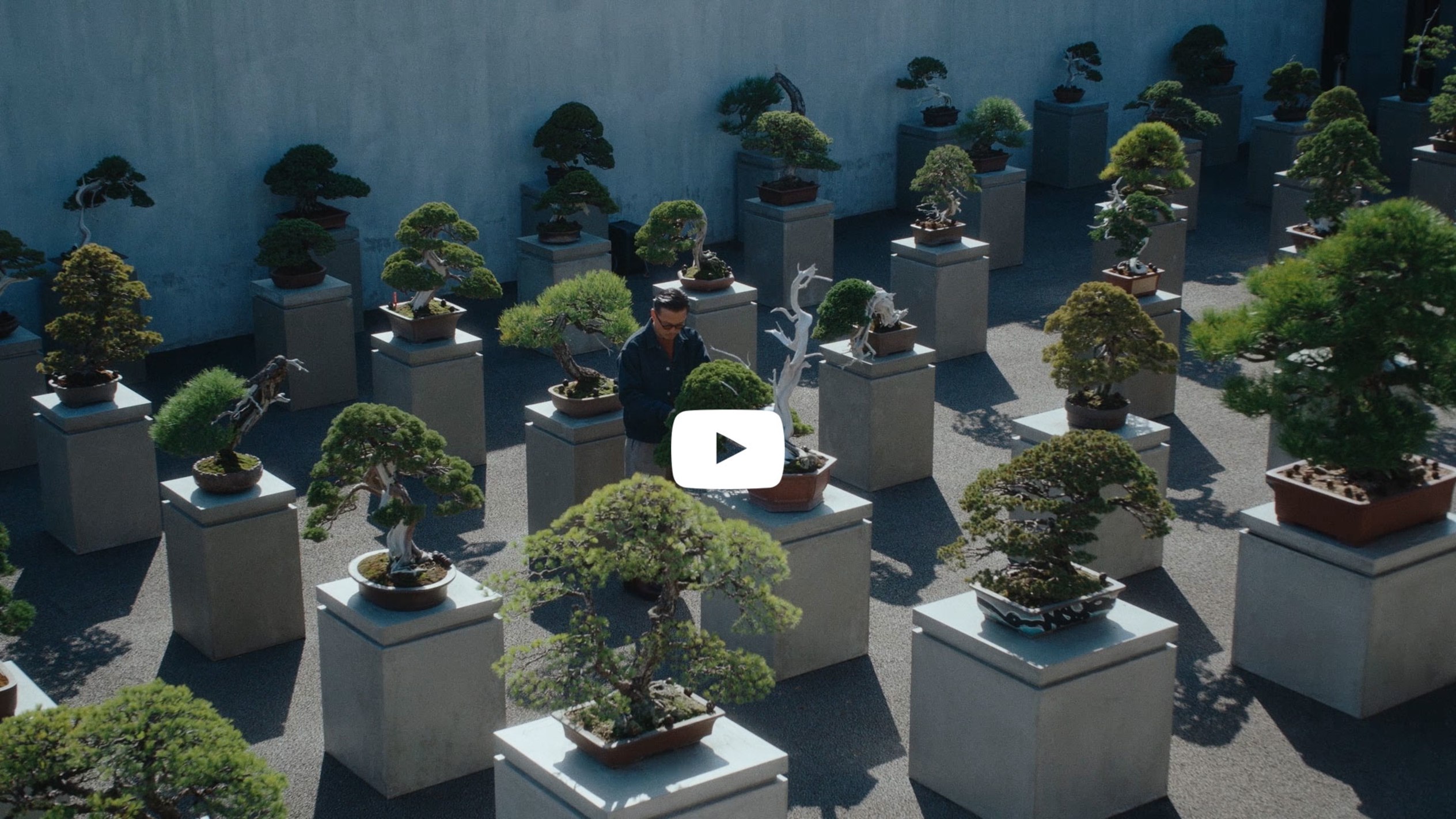 A man standing outdoors carefully trims a bonsai tree