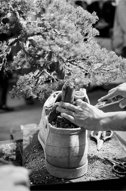 Black and white photograph of hands pruning a bonsai tree growing inside a large boot-shaped planter.
