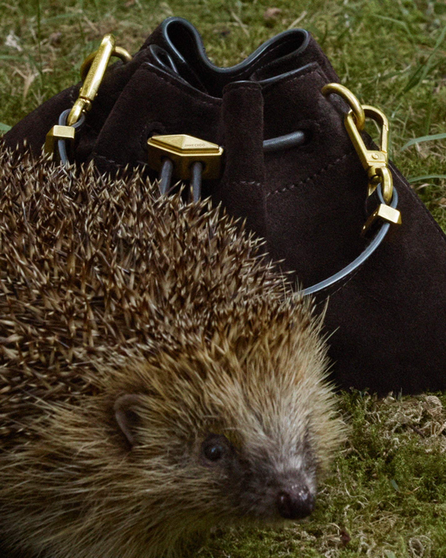 Hedgehog sitting beside a dark brown suede drawstring bag with gold-tone hardware on grass.
