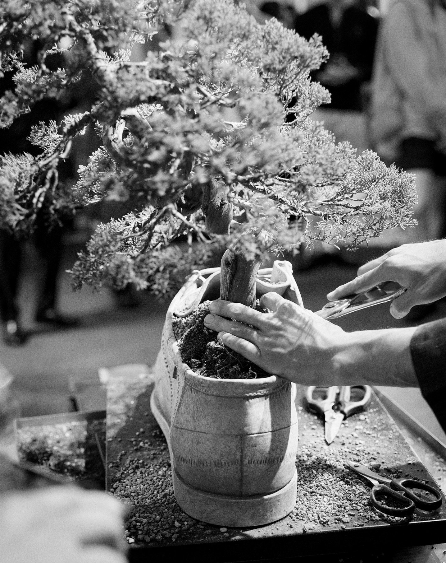 Black and white photograph of hands pruning a bonsai tree growing inside a large boot-shaped planter.