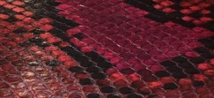DEGRADÈ PAINTED PYTHON