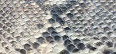 MATT SHADED PYTHON