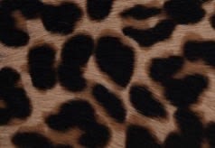 JC Leopard Print Pony